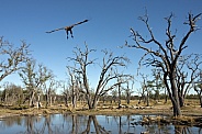 Lappetfaced Vulture - Okavango Delta - Botswana