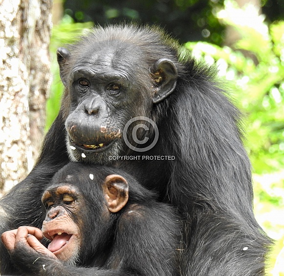 Mother & Baby Chimpanzee