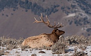 Wild Bull Elk