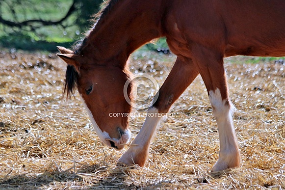 Grazing Mare in Straw