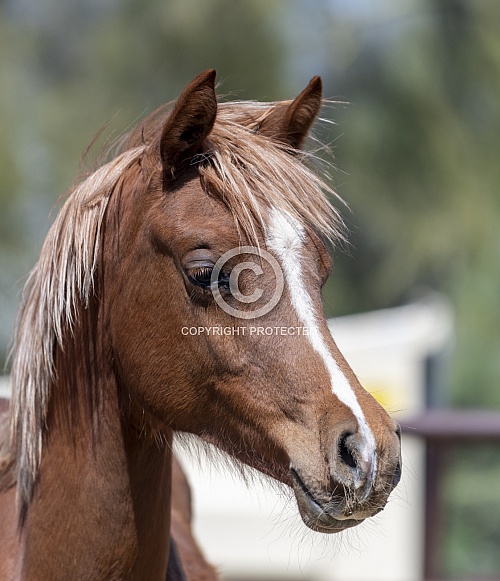 Head shot of a young Arabian Foal