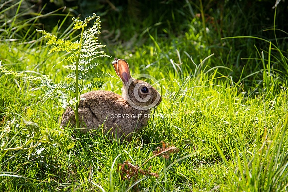 Rabbit sitting in grass