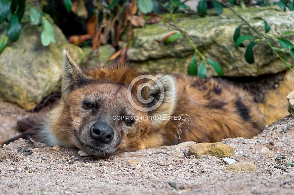 Hyena Laying Down
