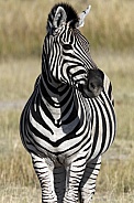 Zebra (Equus quagga) - Botswana