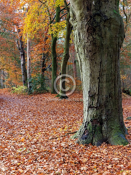 fall season, autumn in forest
