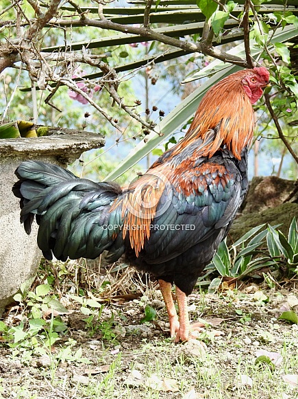 Wild Indonesian Rooster