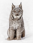 Canada Lynx-Here Kitty Kitty Kitty