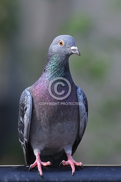 Homing pigeon (Columba livia domestica)