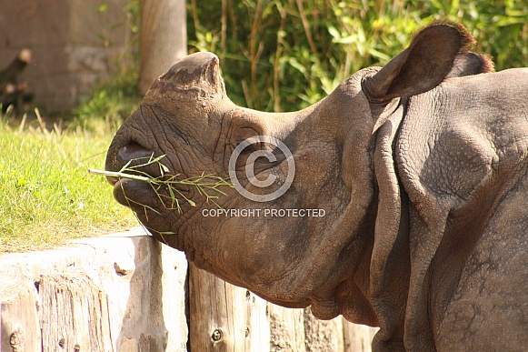 Greater One-horned rhino