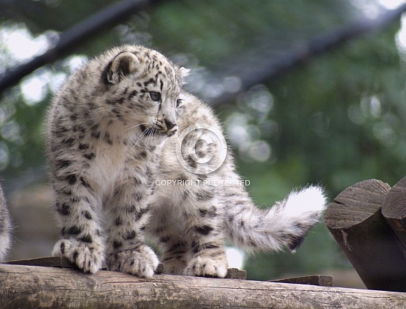 Snow Leopard Cub  - Not pin sharp at full resolution, but still fine for use as a reference photo.