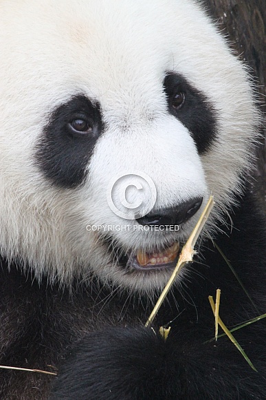 Giant Panda feeding
