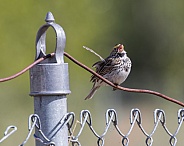 Savannah Sparrow Singing