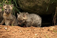 Baby foxes in front of rock