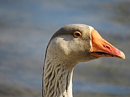 Barnyard Goose