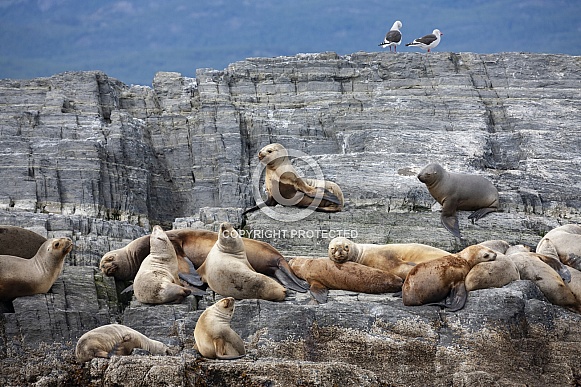 Antarctic Fur Seals - Beagle Channel - Argentina