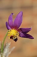 Purple Pasque flower