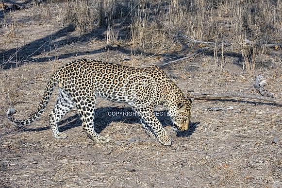 Leopard (Male)