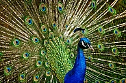 Peacock-Under My Spell