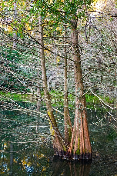 Bald cypress tree - Taxodium distichum - Growing in low wet floodplain area in north Florida