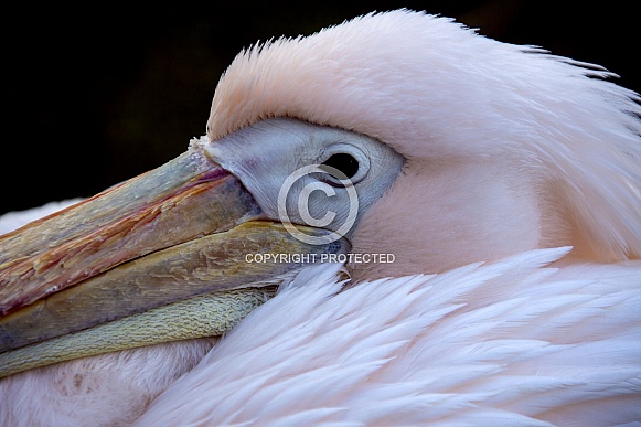 Pelican - Pelecanus onocrotalus