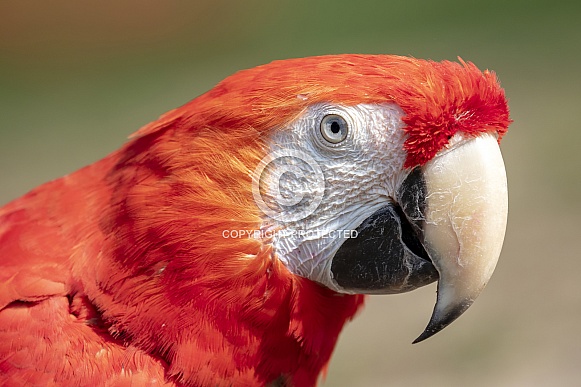 Scarlet macaw  (Ara macao)