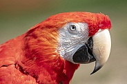 Scarlet macaw  (Ara macao)