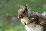 Grey Squirrel - The Bow