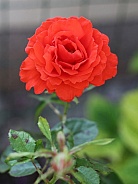 Blood Orange Rose