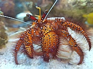 Red Hairy Hermit Crab
