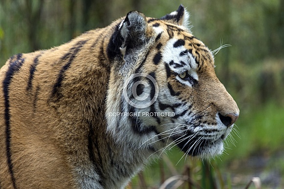 Amur Tiger or Siberian Tiger