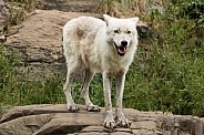 Artic wolf