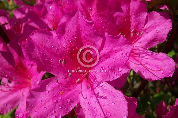 Pink Azaleas after a summer rain shower