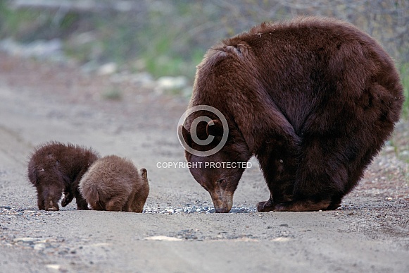 Two black bear cubs and mom