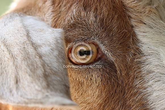 Goats eye close up
