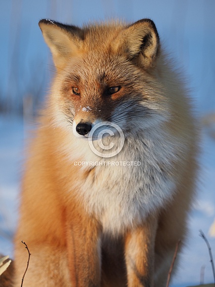 Red Fox In Snow