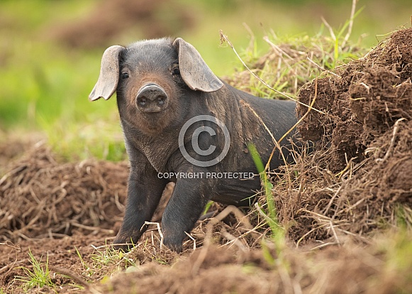 Rare Large Black Piglet in Mud