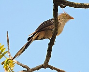 Guira Cuckoo