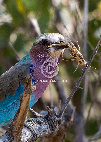 Lilac breasted roller with grasshopper