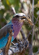 Lilac breasted roller with grasshopper