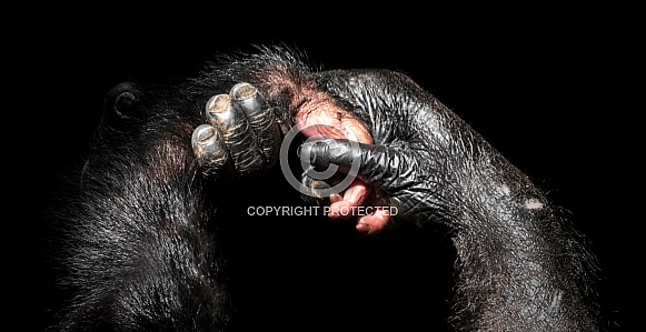Mother and Baby Chimpanzee Hands