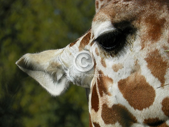 Close-Up of Giraffe Eye