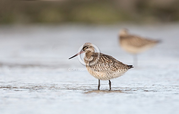 The bar-tailed godwit (Limosa lapponica)