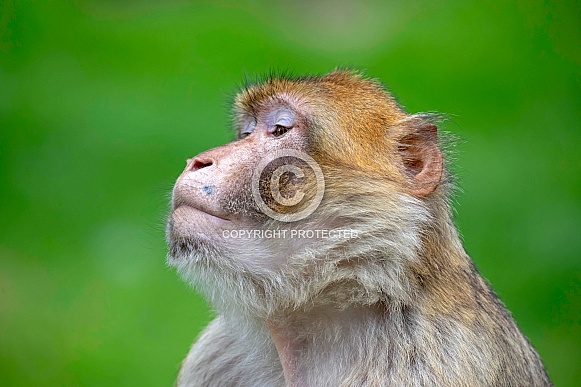 Barbary macaque (Macaca Sylvanus)