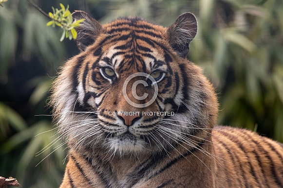 Sumatran Tiger Close Up Face Shot