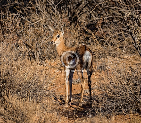 Baby Springbok