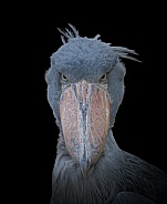Adult African shoebill stork  - Balaeniceps rex - looking at camera with serious stare