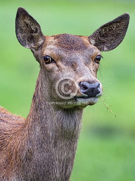 Doe. Female Deer