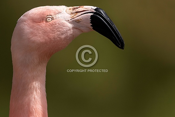 Chilean Flamingo Side Profile Face Shot