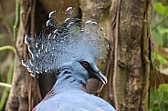 Victoria crowned pigeon (Goura victoria)