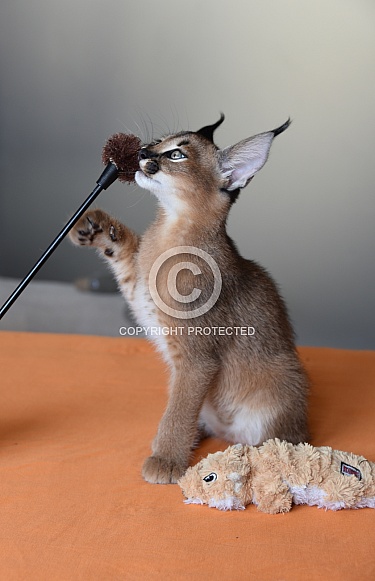 Young Caracal
